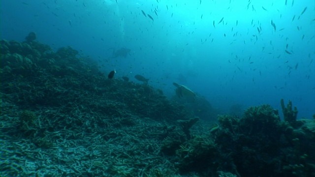 海龟穿越美丽的水下风景视频素材