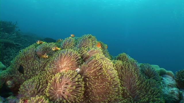 一群海葵鱼视频素材