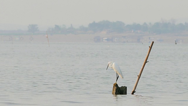 小白鹭(Egretta garzetta)是鹭科小鹭的一种。视频下载