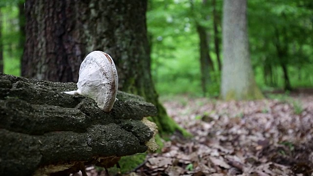 森林里枯干上的真菌视频素材