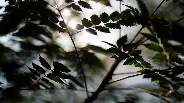 自然背景。美丽的阳光透过吹在树上的绿叶。模糊抽象的散景与太阳耀斑。阳光。Sunflare视频素材