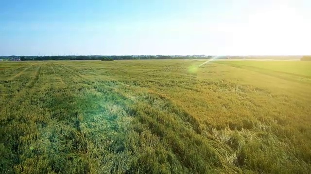 航拍:低空飞过黄绿麦田视频素材