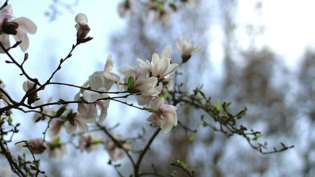 白玉兰花视频素材