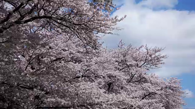 日本樱花盛开的时间流逝视频素材