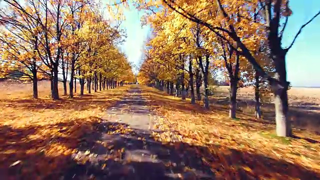 鸟瞰图的郊区道路与秋天的树木在边缘视频素材