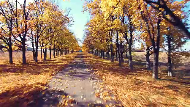 鸟瞰图的郊区道路与秋天的树木在边缘视频素材