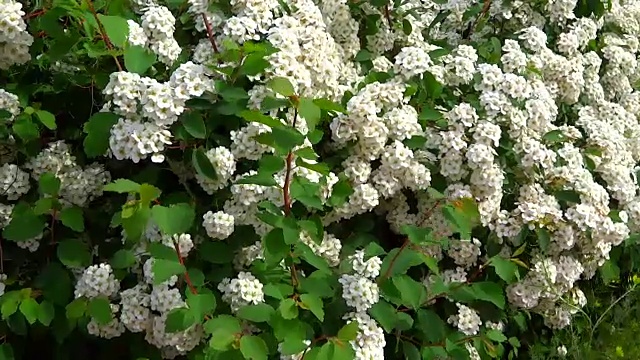 绣线菊高山春季花-白色开花灌木。视频素材