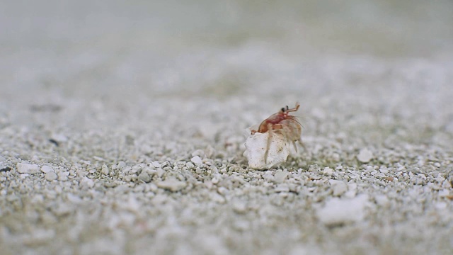 陆游鼠蟹藏视频素材