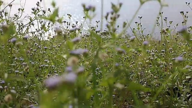 湖上草地上的鲜花。多莉拍摄视频素材