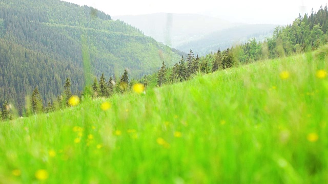 新生长的绿色草地视频素材