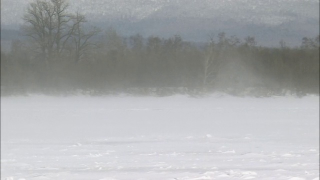 白雪森林和飘雪视频素材