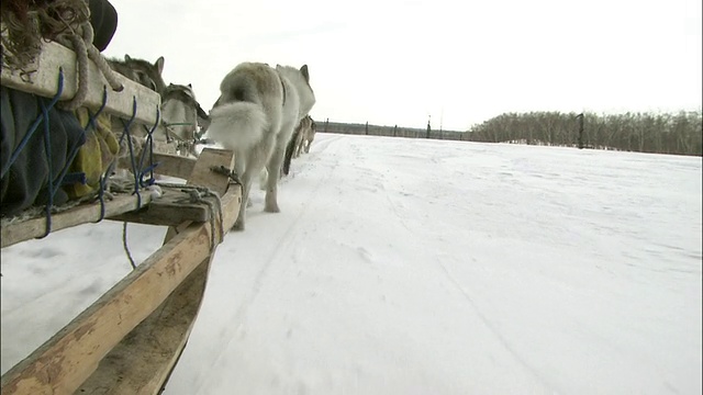 狗雪橇在雪地上飞驰视频素材