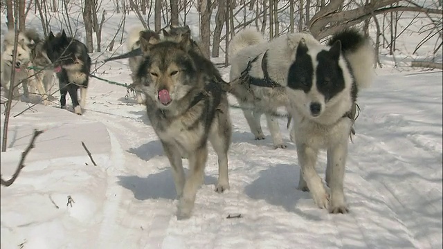 狗雪橇在森林里飞奔视频素材