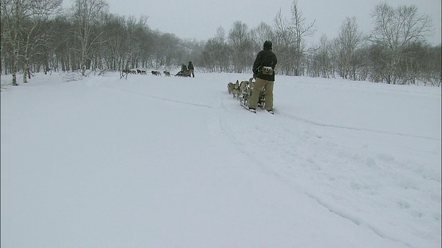 狗雪橇在雪地上飞驰视频素材