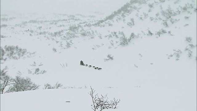 狗雪橇上提升视频素材