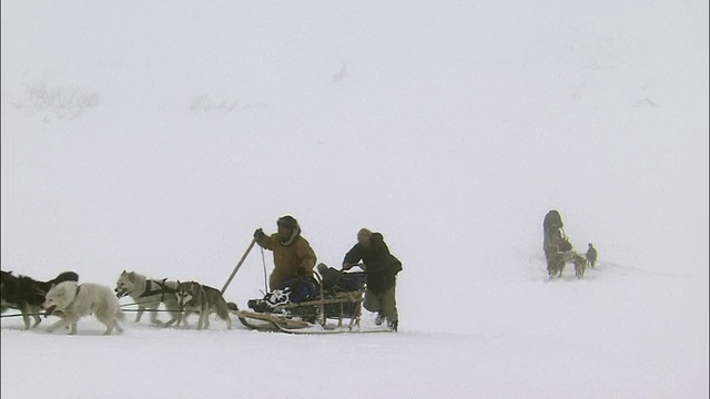 狗雪橇上提升视频素材