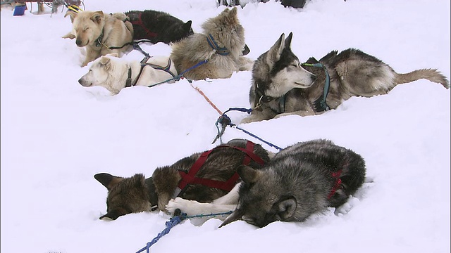 雪橇狗睡得正香视频素材