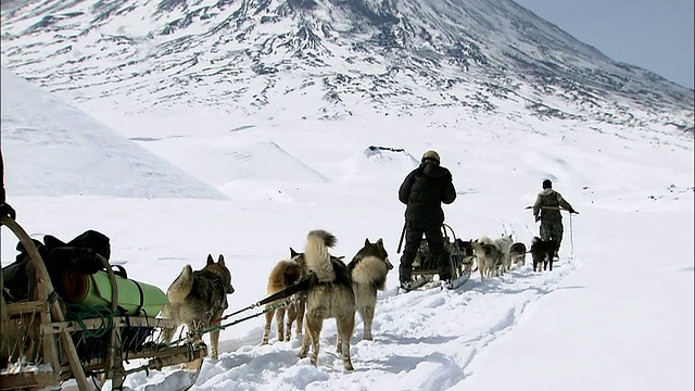 犬式雪橇上升纵队视频素材