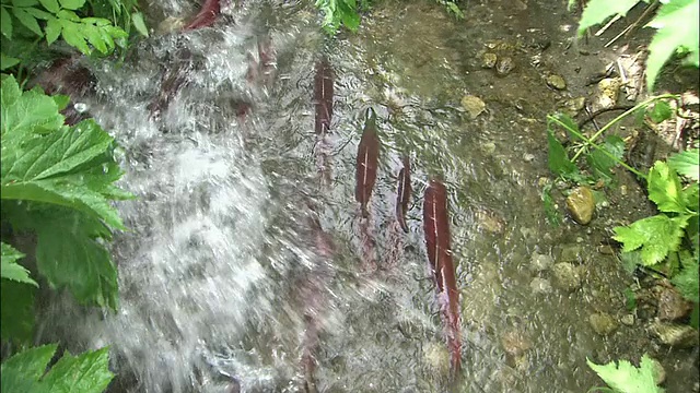 红鲑鱼学校视频素材