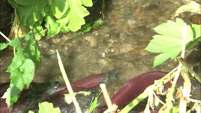 红鲑鱼学校视频素材