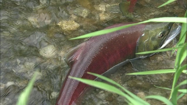 躺在山溪中的红鲑鱼视频素材