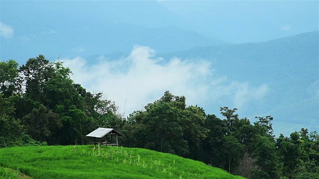 晨雾在茂密的热带雨林中，薄雾缭绕的山林雾视频素材