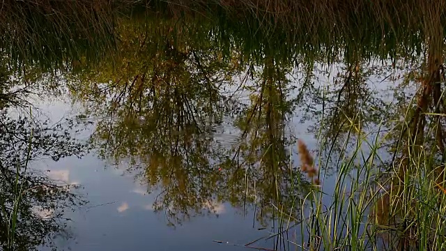 小湖里的倒影视频素材