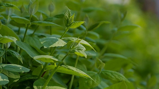 灌木绿色植物慢动作录像视频素材