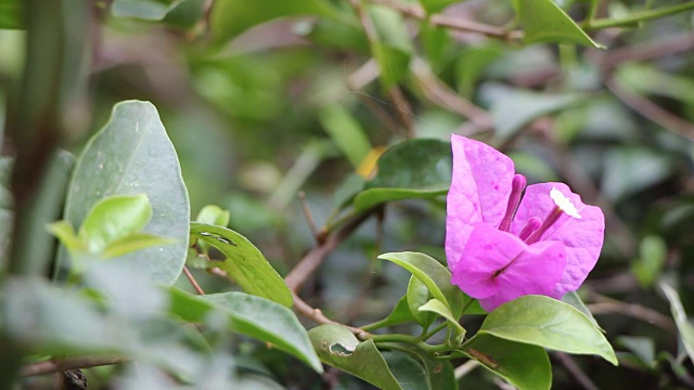 紫色的叶子花属花视频素材