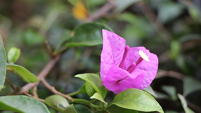 紫色的叶子花属花视频素材