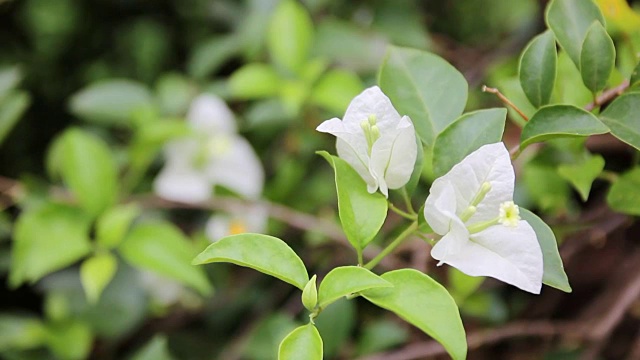 白色的叶子花属花视频素材