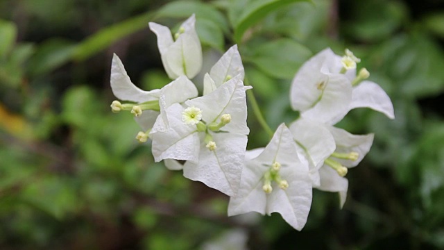 白色的叶子花属花视频素材