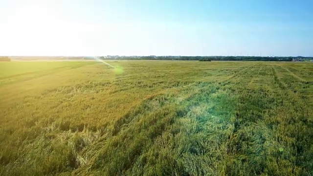 航拍:低空飞过黄绿麦田视频素材