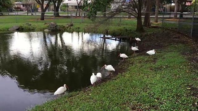 湖边的鸟儿视频素材