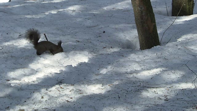 雪地里的北海道松鼠视频素材