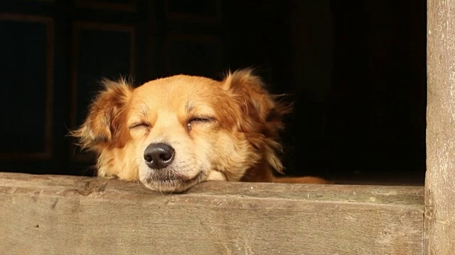 在亚洲，心满意足的狗睡在宝塔门口视频素材