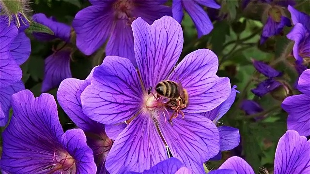 花上的蜜蜂视频素材