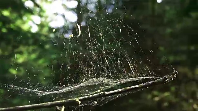 树上的蜘蛛网视频素材