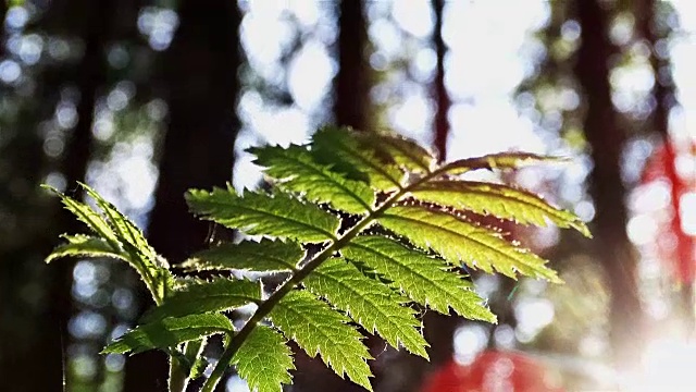 阳光透过树叶照进来视频下载