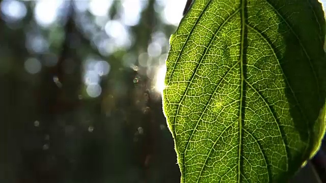 阳光透过树叶照进来视频素材