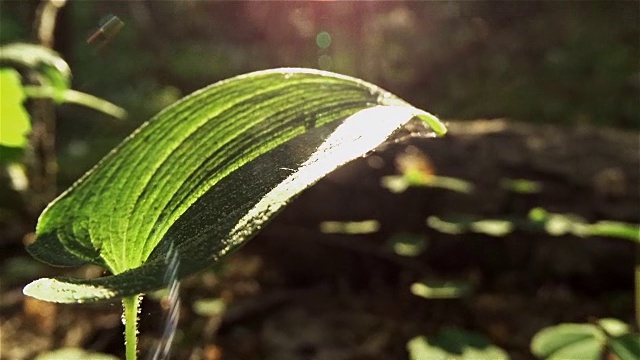 阳光透过树叶照进来视频素材