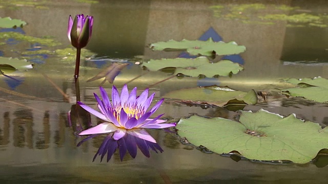 蜂花粉莲吸视频素材