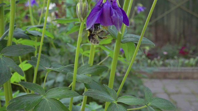 大黄蜂在水仙花上视频素材