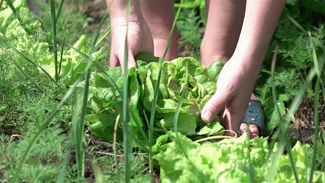 两个采摘生菜的慢动作视频视频素材