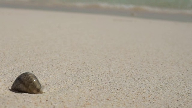 寄居蟹壳旁边的白色沙水晶蓝色的泰国海洋视频素材