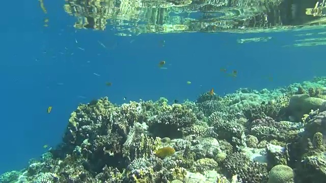 彩色的鱼礁达哈卜视频素材