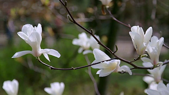 白玉兰花视频素材