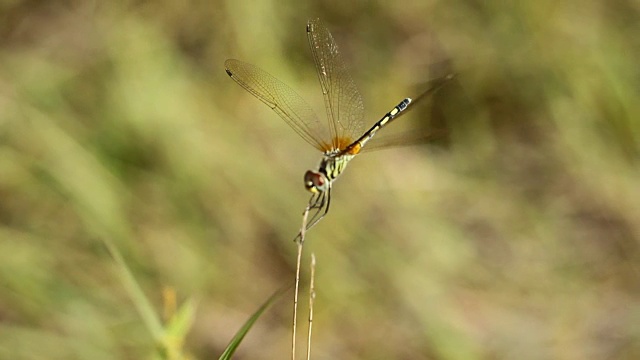 蜻蜓视频素材