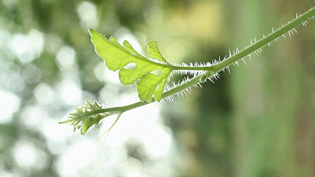 西瓜植物随风移动视频下载