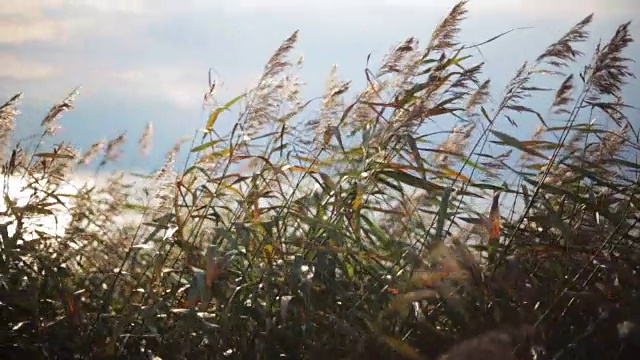 小草的耳朵被风吹得瑟瑟发抖。夏季海岸的背景。焦点。近距离视频素材